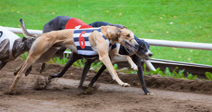 Four dogs racing